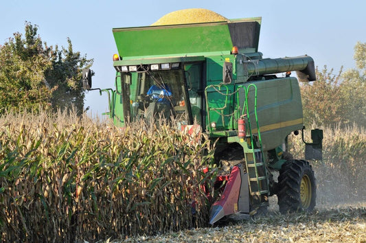 grande décortiqueuse maïs en plein égrenage dans un champ