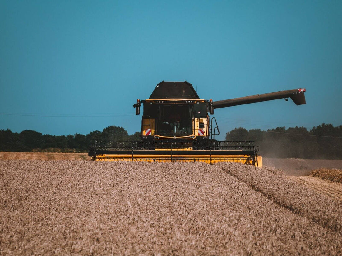 Moissonneuse-batteuse rouge travaillant dans un champ de cereales dorees