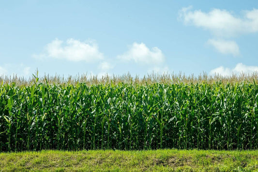 Monoculture : un grand champ de maïs vert et un ciel bleu