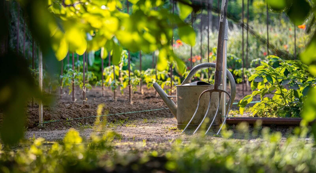 outil indispensable jardin - arrosoir et fourche au milieu des légumes