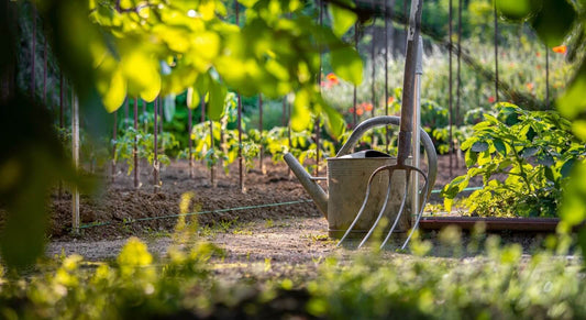 outil indispensable jardin - arrosoir et fourche au milieu des légumes