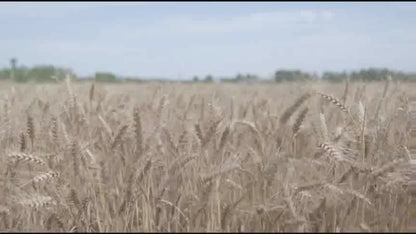 Moissonneuse-batteuse Kubota pour Riz avec Cabine Climatisée