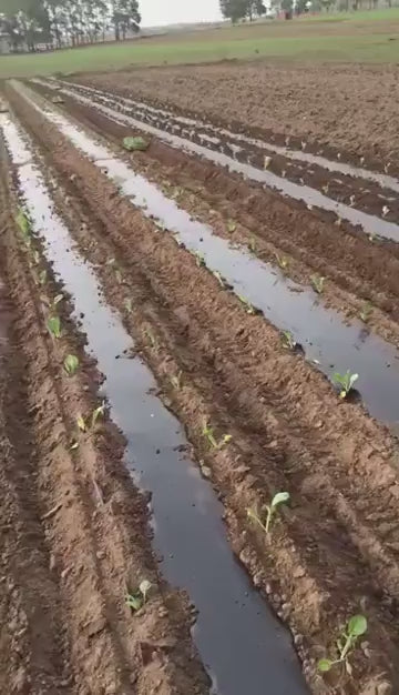 Semoir Électrique Agricole 4 Rangs pour Plantation de Légumes Professionnel