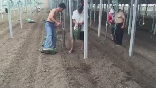 Transplanteur Manuel de Légumes en Acier Inoxydable - Outil de Semis Professionnel